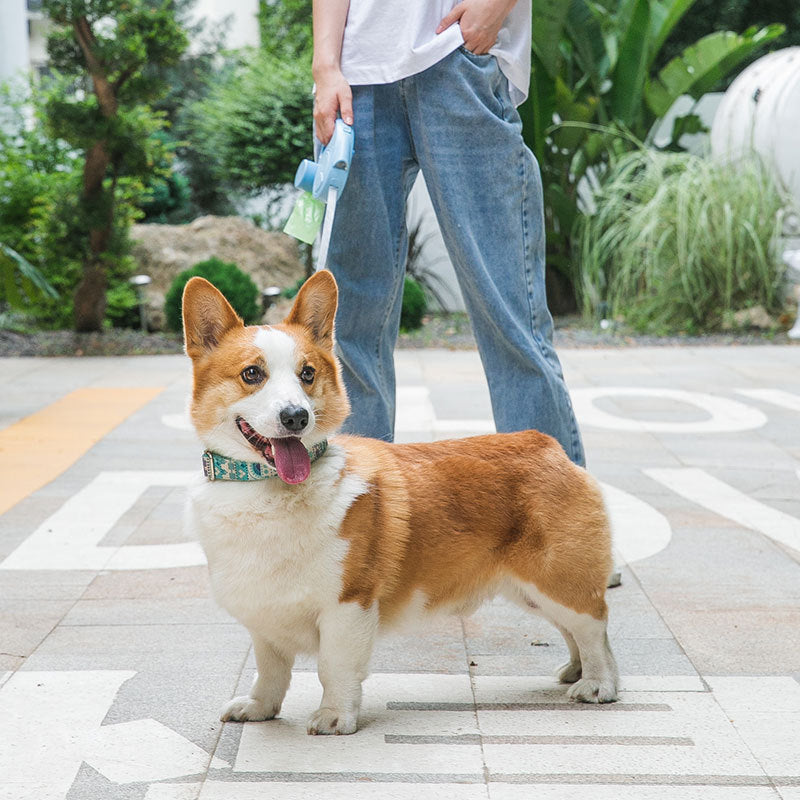 Flexi-Leine für kleine und mittelgroße Hunde